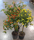 Lantana Standard